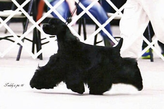 Cocker spaniel strutting his stuff