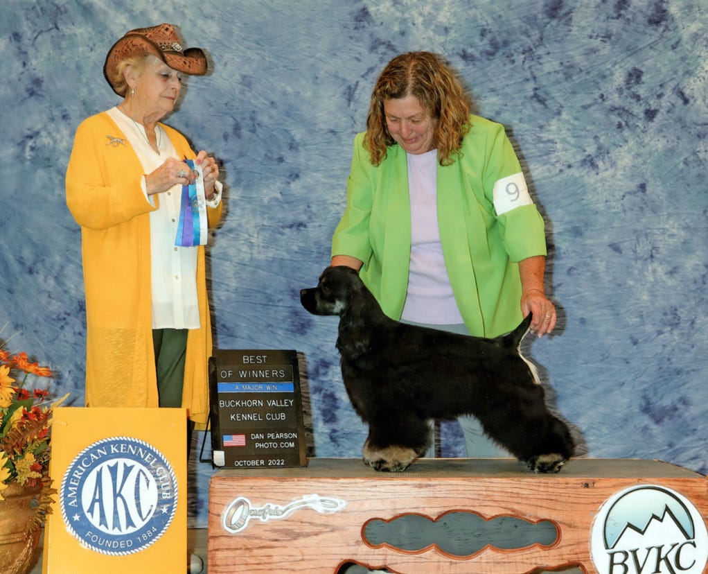 Cocker wins at dog show