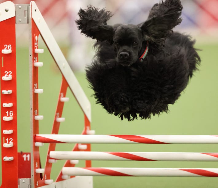 cocker jumping