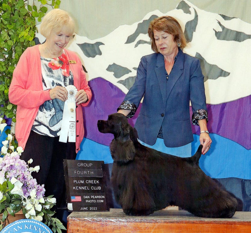 dog show win