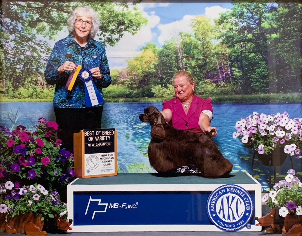 cocker wins at dog show