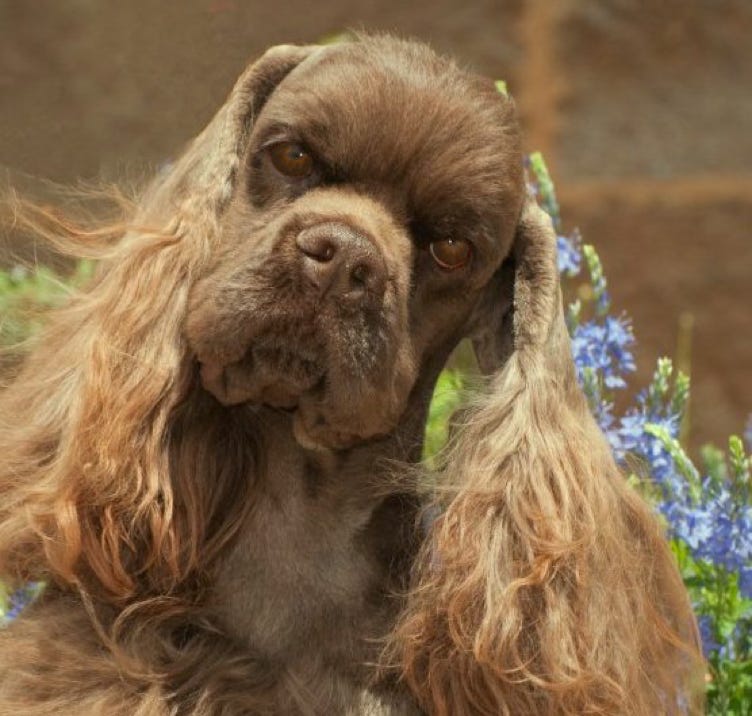 quizzical cocker