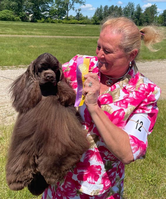 Brown cocker with handler