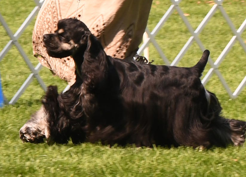 Champion Cocker Spaniel