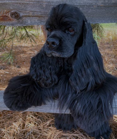 Black cocker on fence