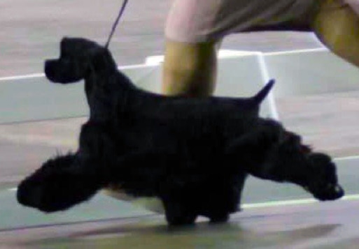 black cocker at dog show