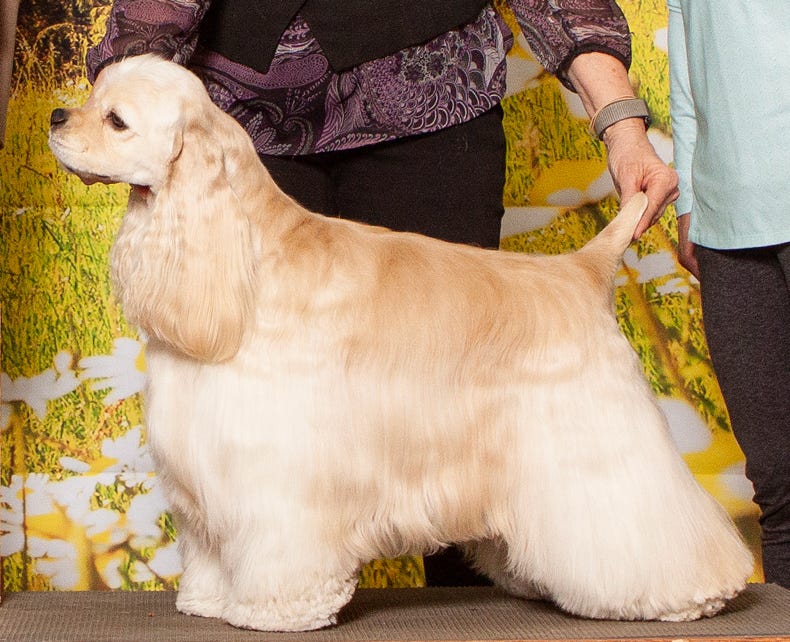 Buff cocker spaniel