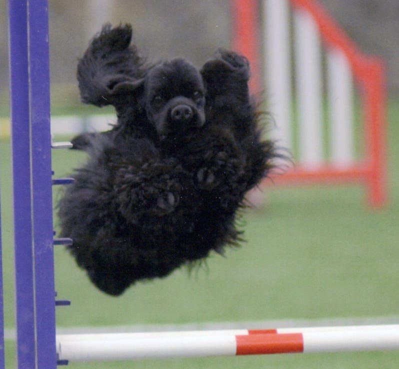 Cocker loves agility