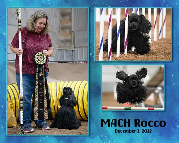 Cocker earns his MACH agility title