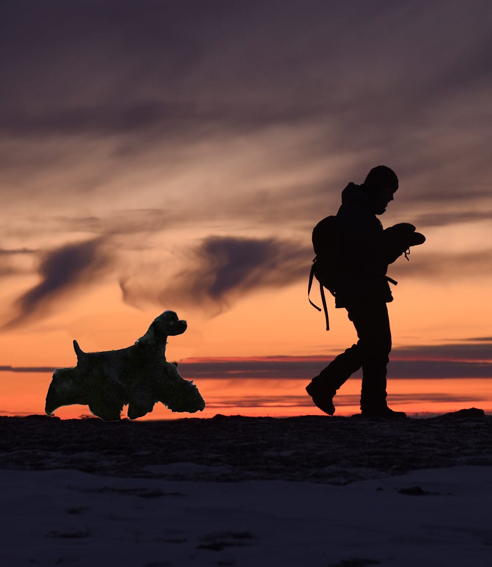 Cocker with hiker at sunset