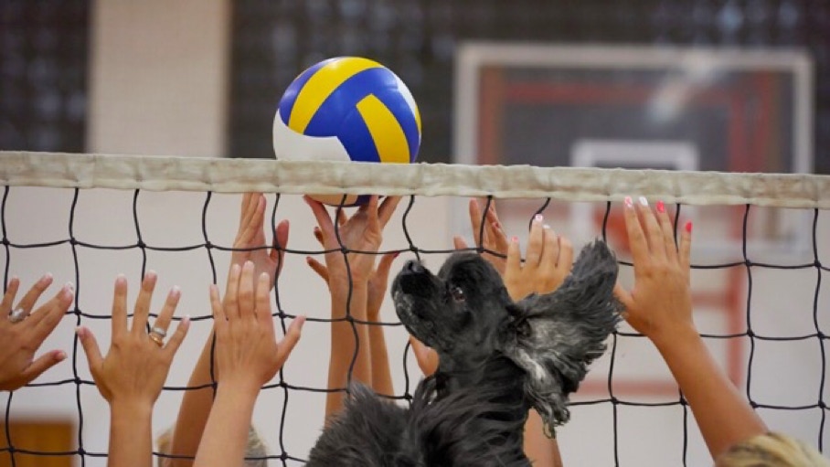 cocker playing volleyball